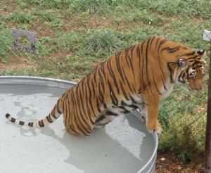 Tigers Like Water
